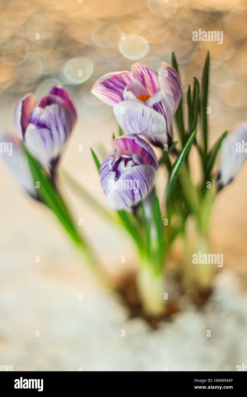 Beautiful purple flowers Stock Photo - Alamy