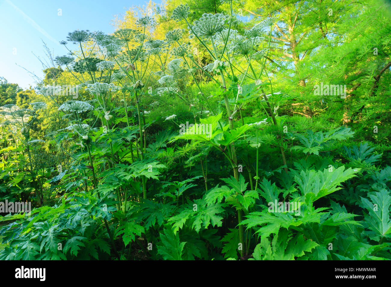 Giant hogweed, Heracleum mantegazzianum in a garden, Normandy, France. Stock Photo