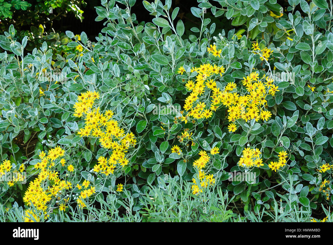Brachyglottis greyi = Senecio greyi, Jardins du pays d'Auge, France Stock Photo
