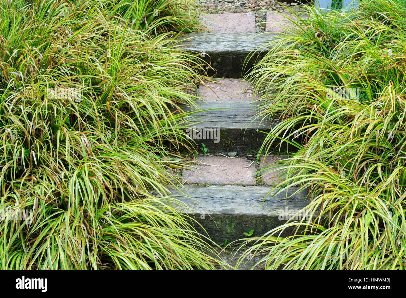 Acorus gramineus 'Ogon' and stairs in the gardens of Pays d'Auge, Normandy, France. Stock Photo