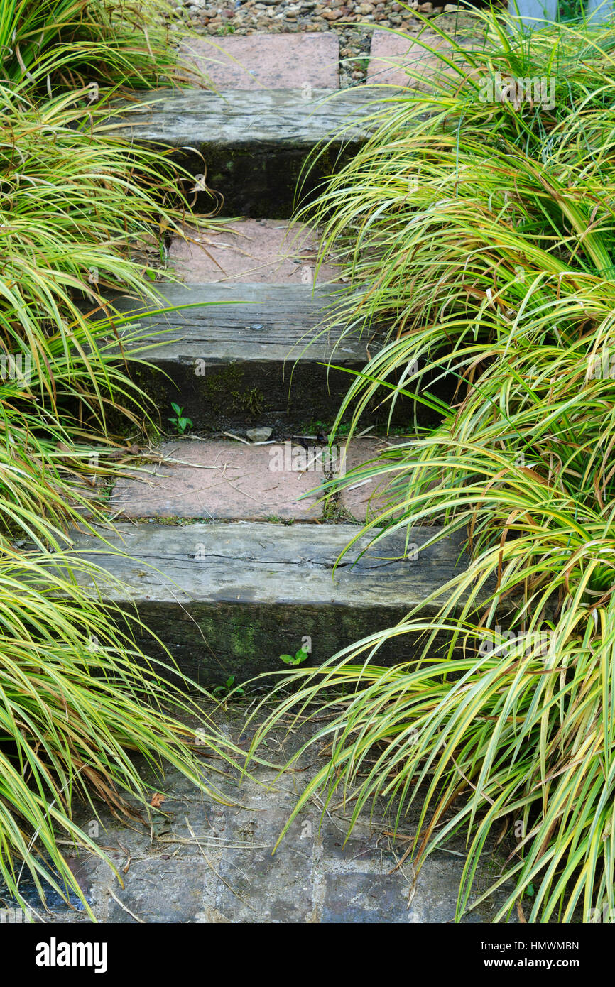 Acorus gramineus 'Ogon' and stairs in the gardens of Pays d'Auge, Normandy, France. Stock Photo