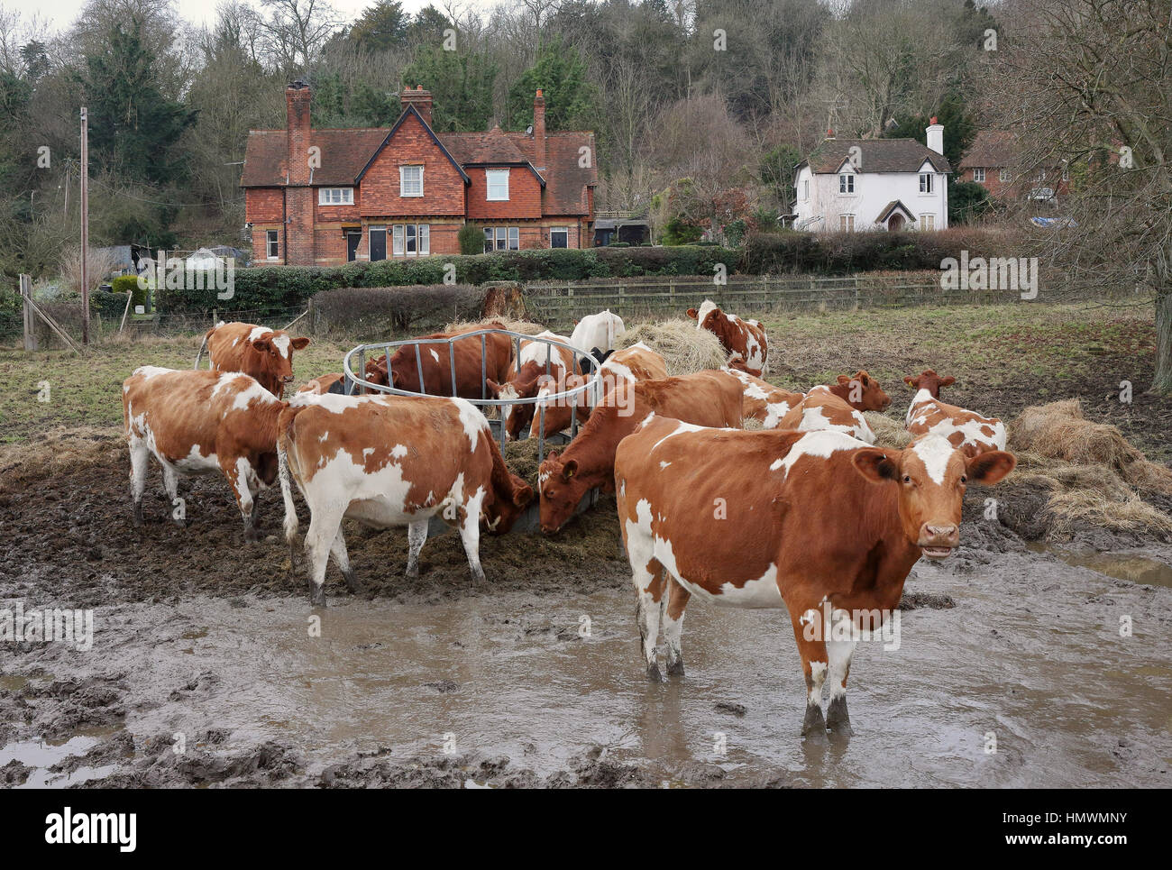Winter scene of Cattle Grazing in a Muddy field in England Stock Photo Alamy