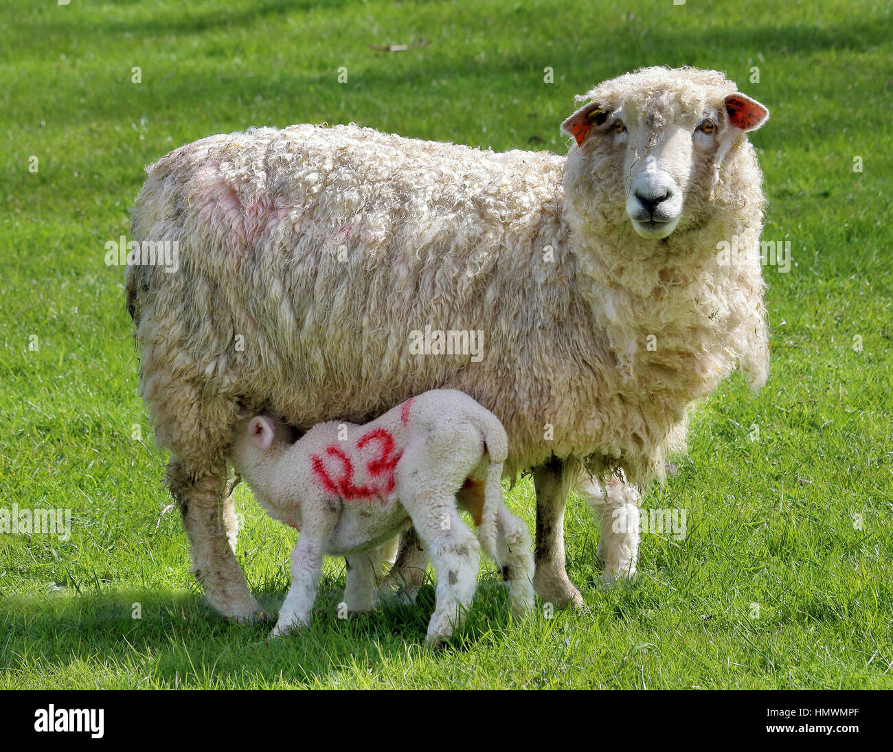 Spring Lamb feeding from a Ewe on a grassy meadow Stock Photo