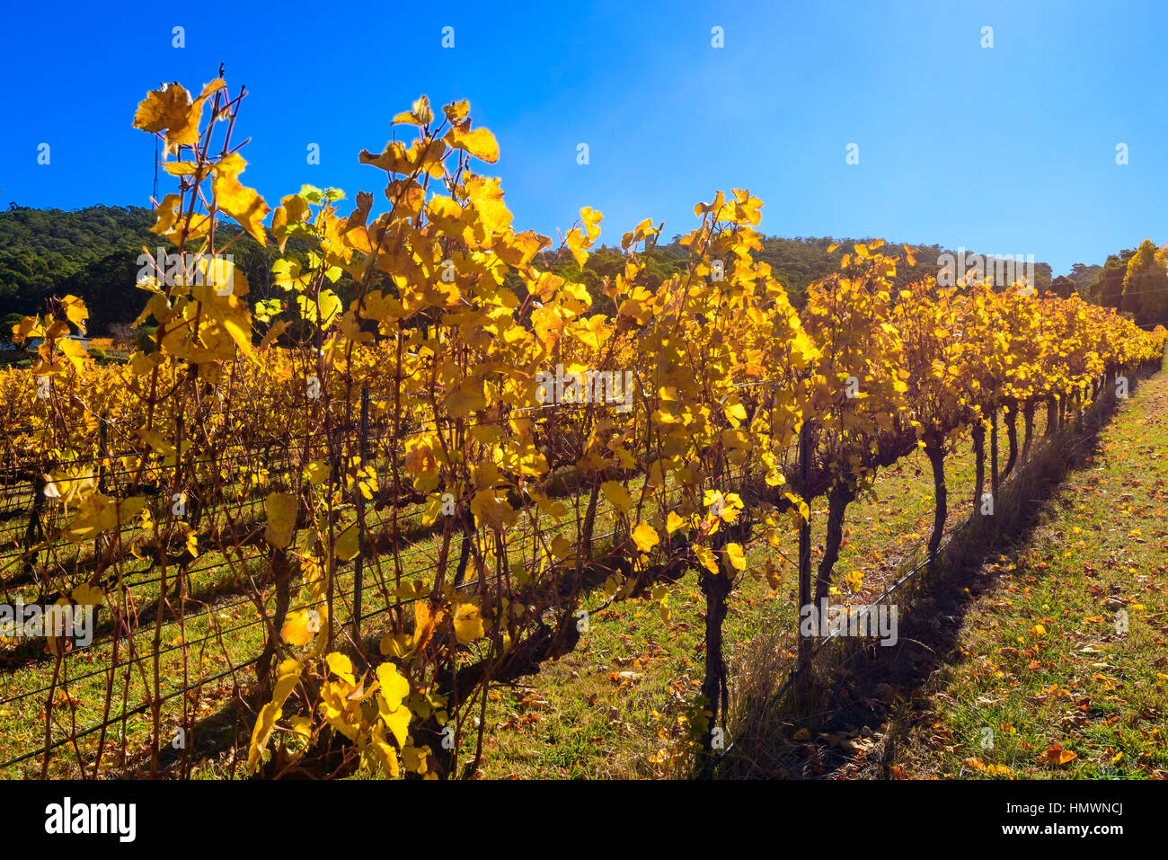 Vine hills hires stock photography and images Alamy