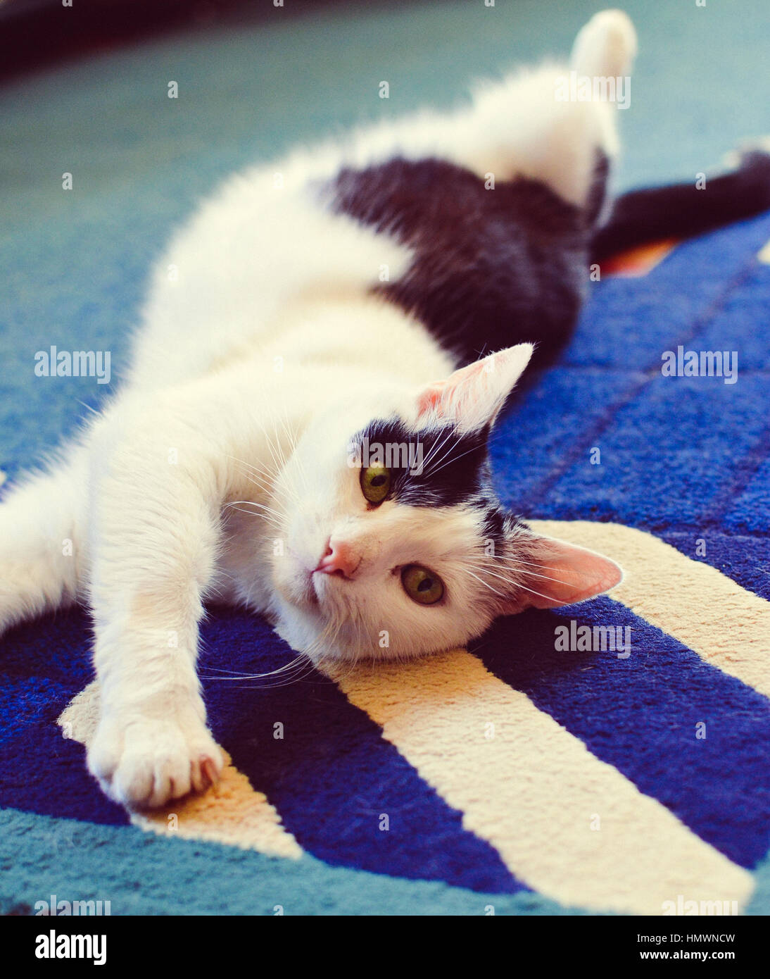 Black and White cat laying on his back on carpet Stock Photo - Alamy
