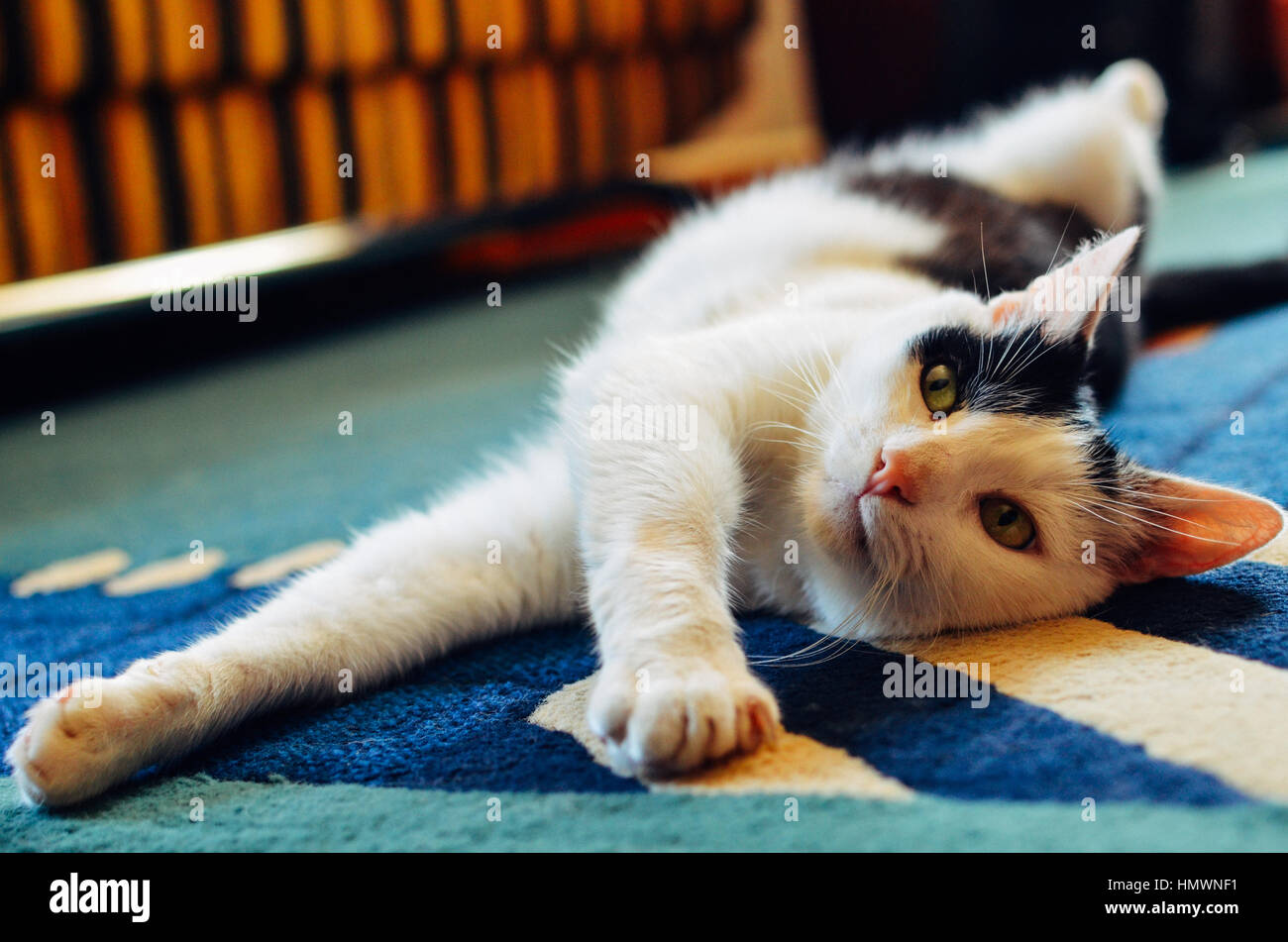 Black and White cat laying on his back on carpet Stock Photo - Alamy