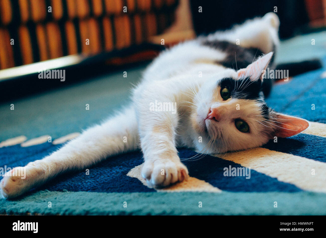Black and White cat laying on his back on carpet Stock Photo - Alamy