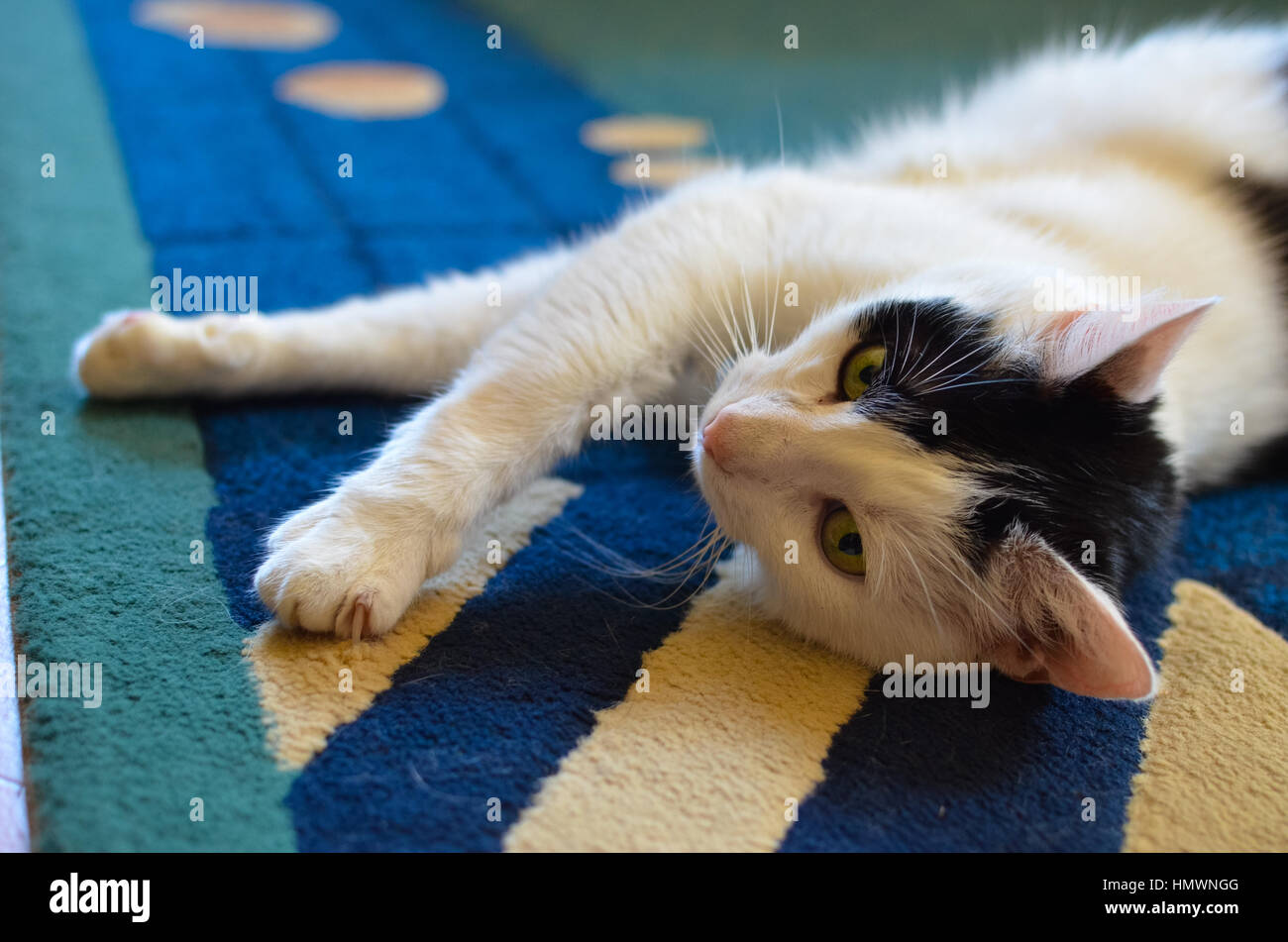 Black and White cat laying on his back on carpet Stock Photo - Alamy