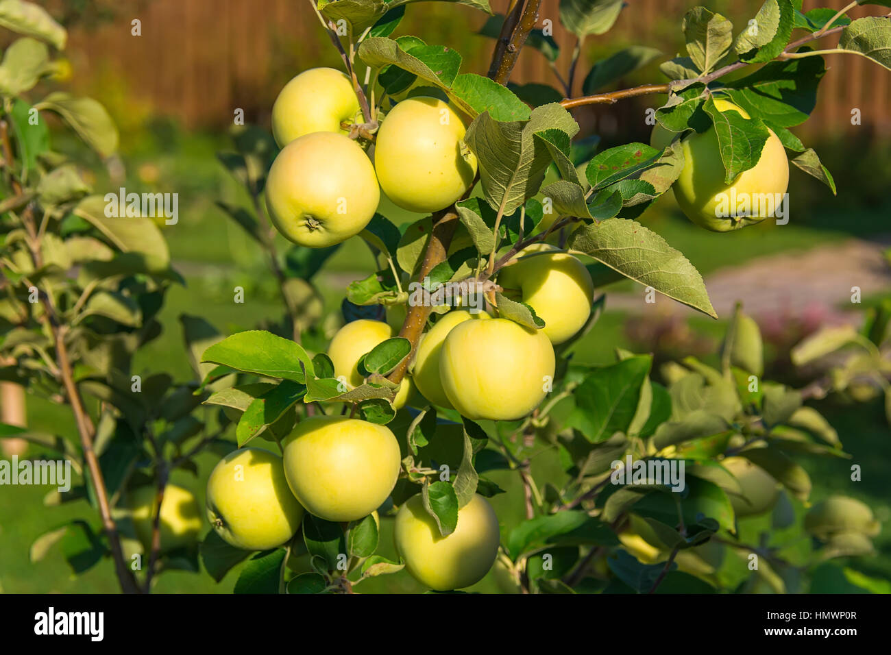 Apple tree in garden Stock Photo - Alamy