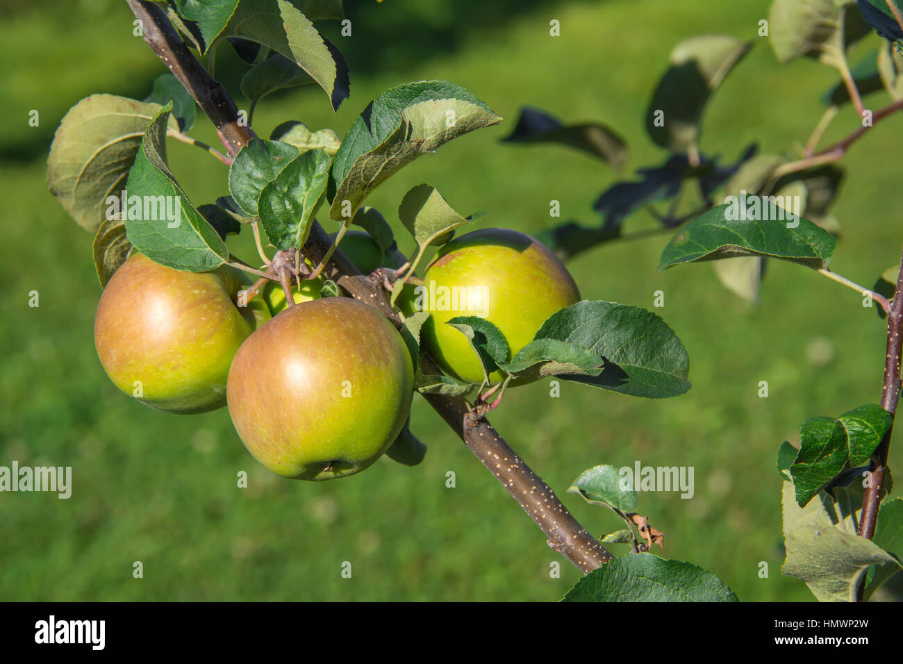 Apple tree in garden Stock Photo Alamy