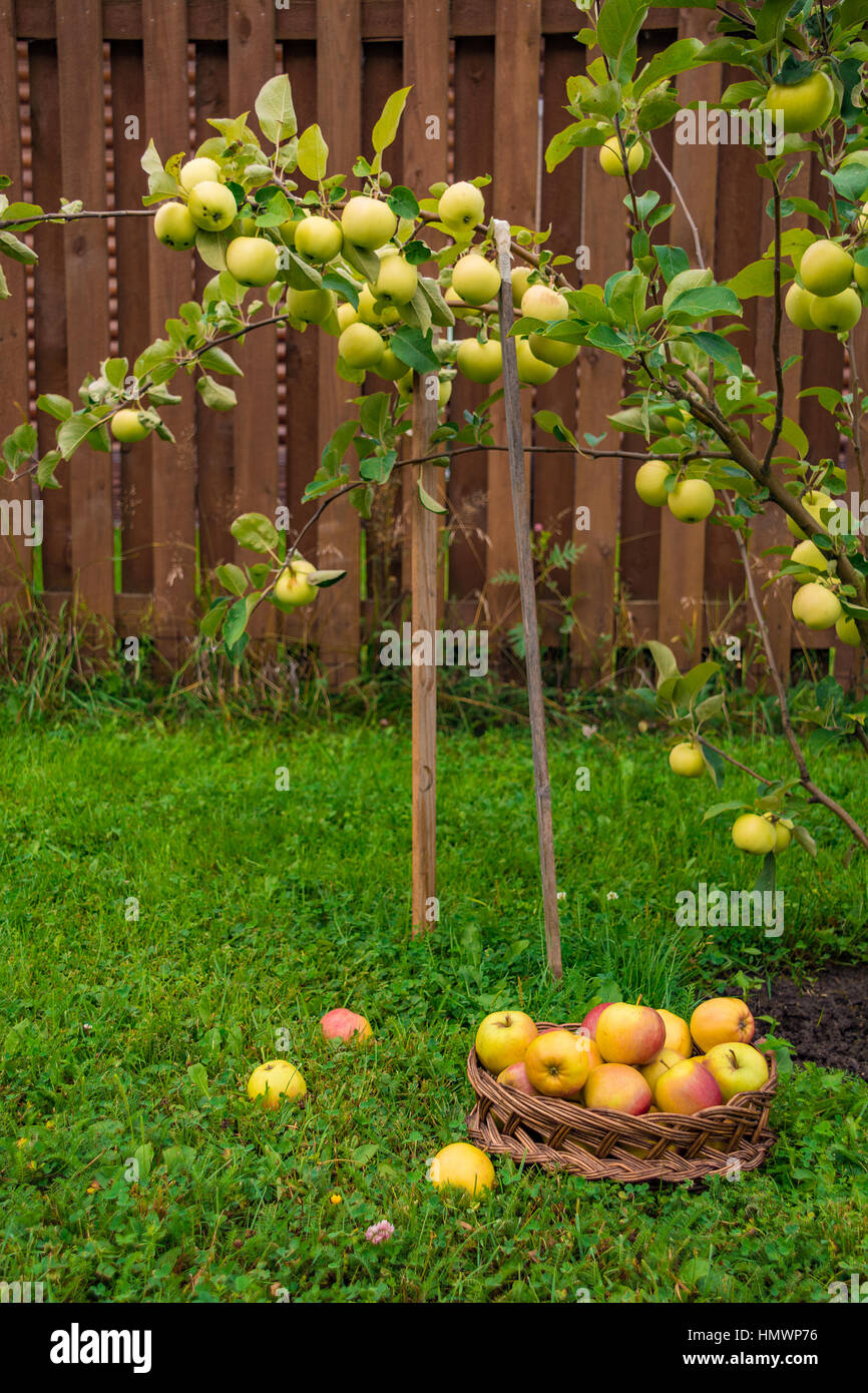 Apple tree in garden Stock Photo Alamy