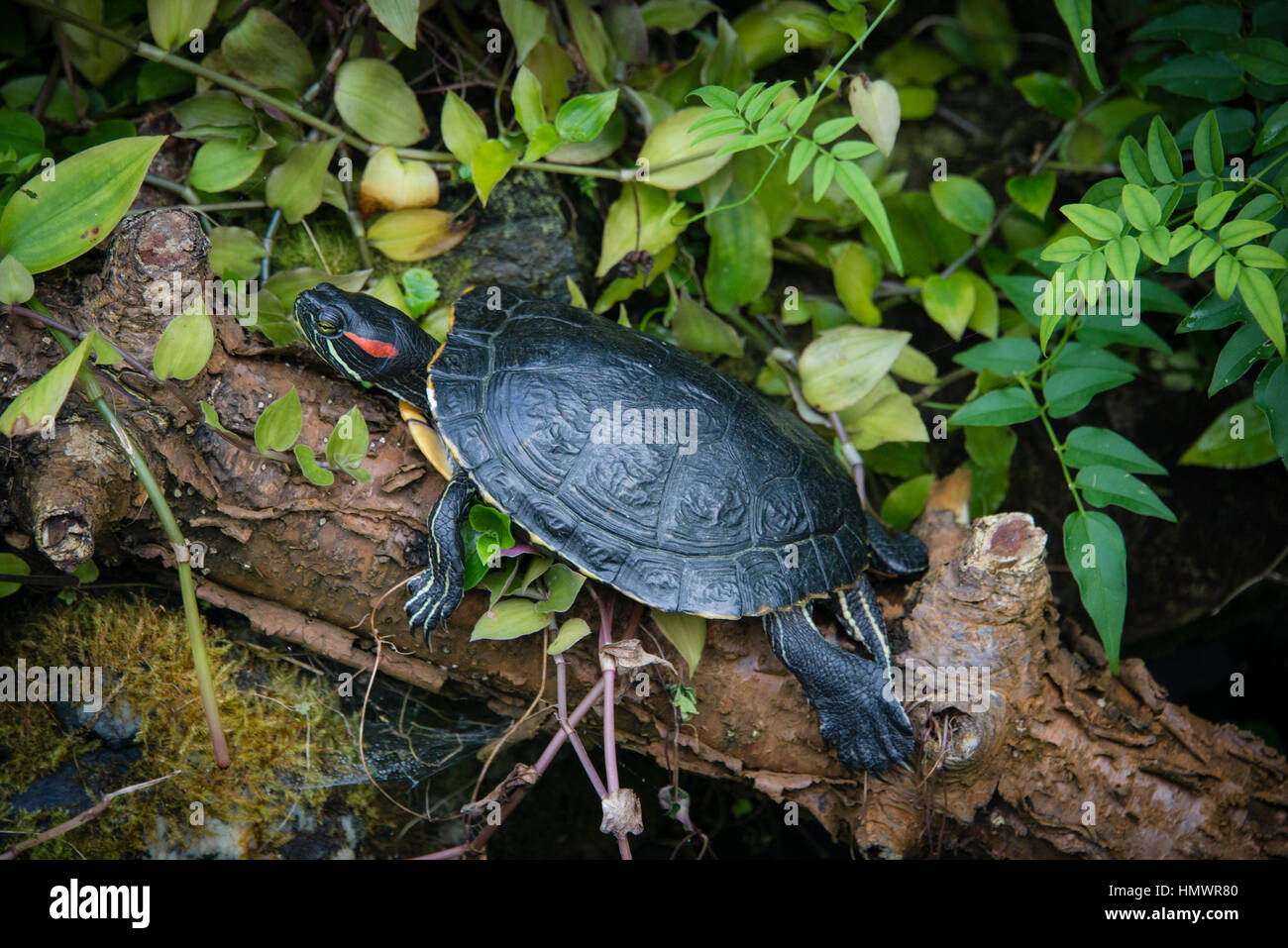 A red eared terrapin at Pili Palas, Anglesey, North Wales Stock Photo