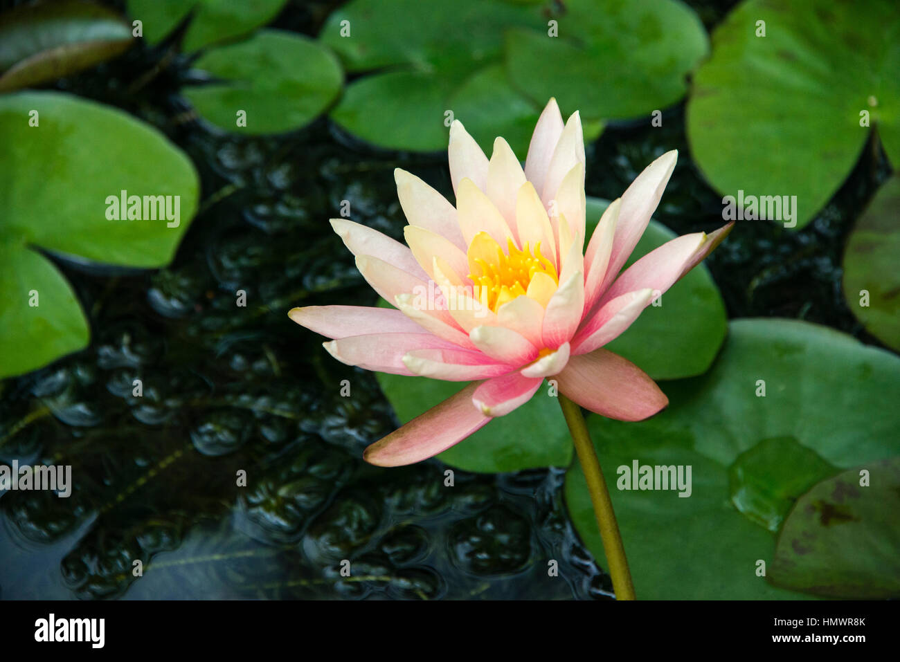 Close up of a water lily Stock Photo - Alamy
