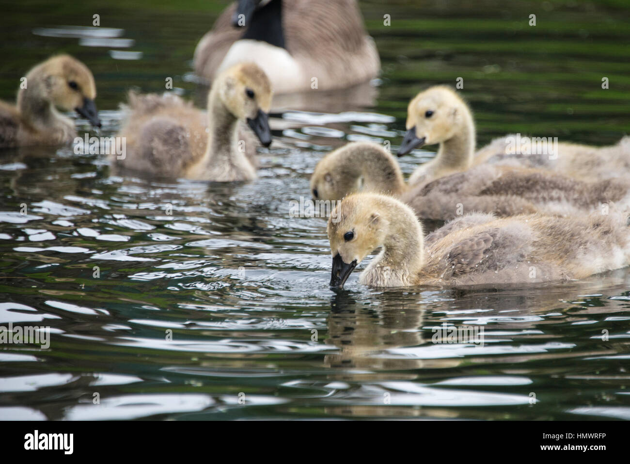 A close up of a family of canada geese Stock Photo