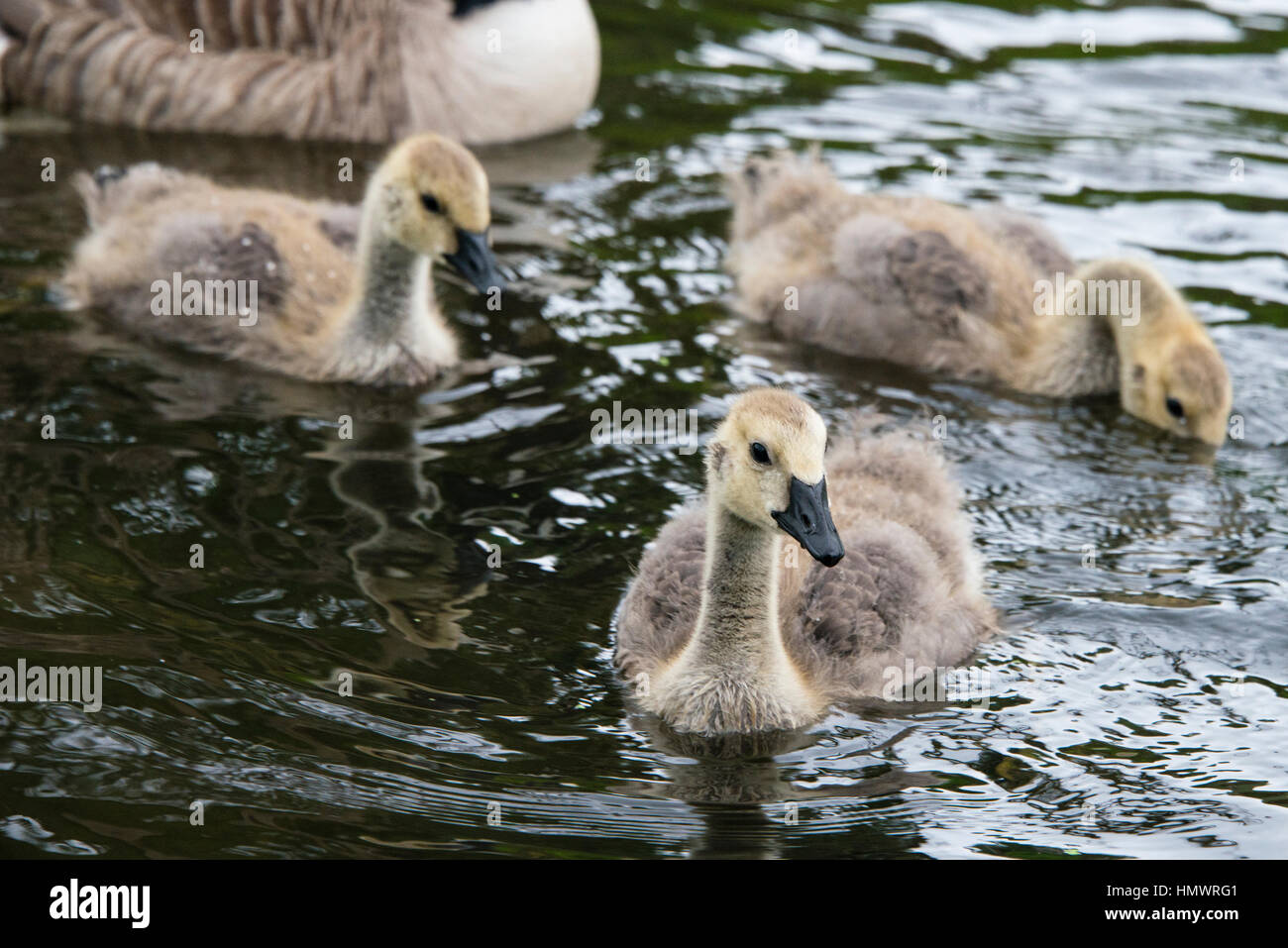 A close up of a family of canada geese Stock Photo