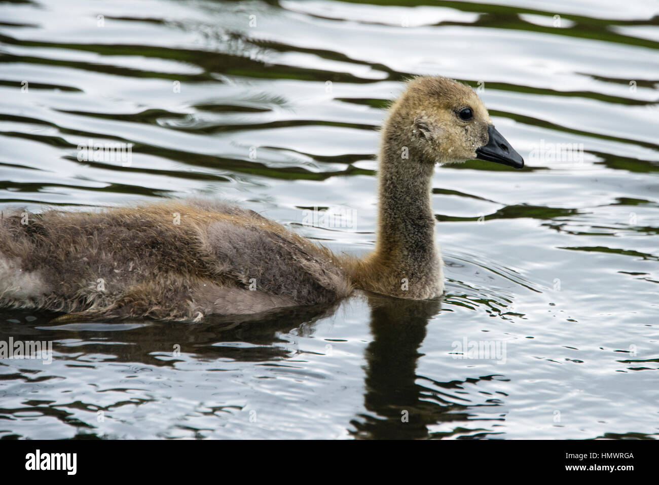 A close up of a canada goose gosling swimming Stock Photo
