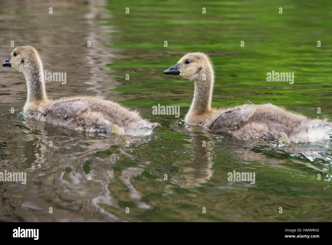 Two goslings swimming side by side Stock Photo