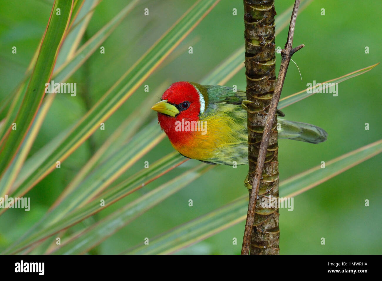 Red-headed Barbet in higland tropical rain forest Stock Photo