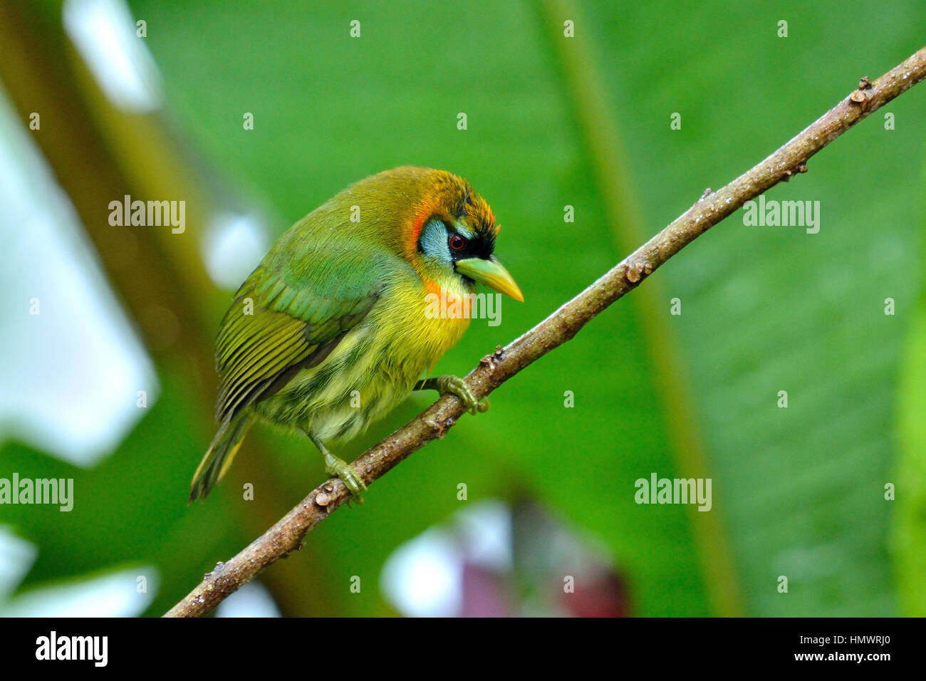 Red-headed Barbet in higland tropical rain forest Stock Photo