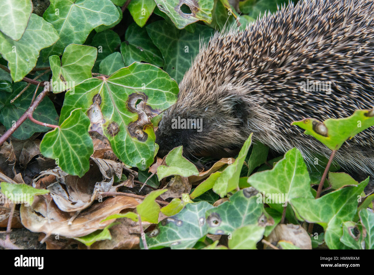 A young hedgehog searching for food around a garden in England Stock Biology Diagrams