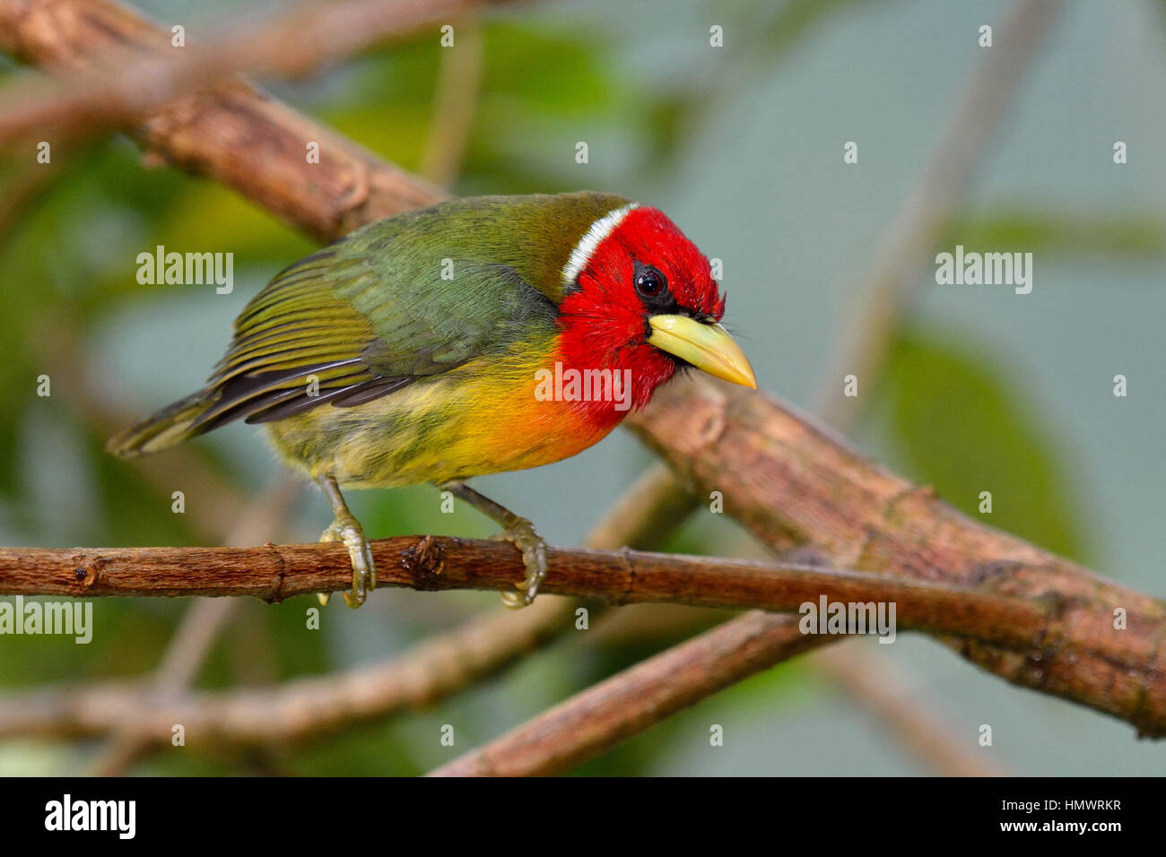 Selva tropical panamá hi-res stock photography and images - Alamy