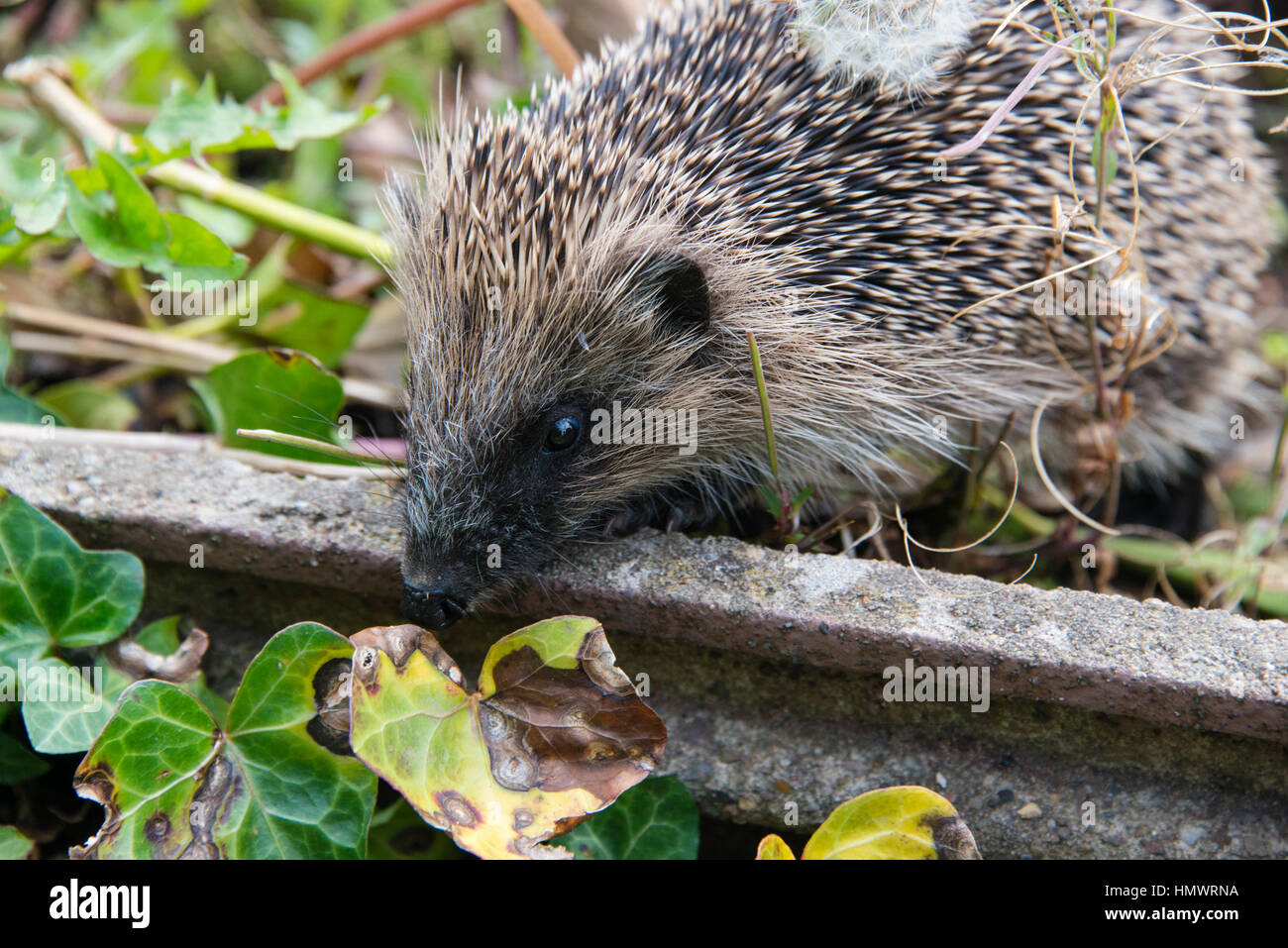 A young hedgehog searching for food around a garden in England Stock ... Biology Diagrams