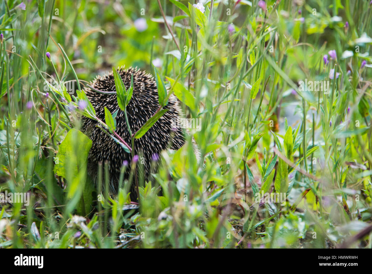 A young hedgehog searching for food around a garden in England Stock ... Biology Diagrams