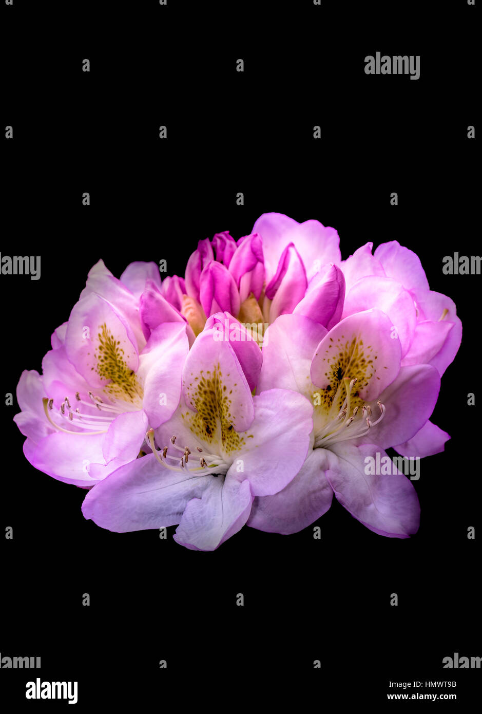 pink yellow white isolated rhododendron blossom macro, bright color ...