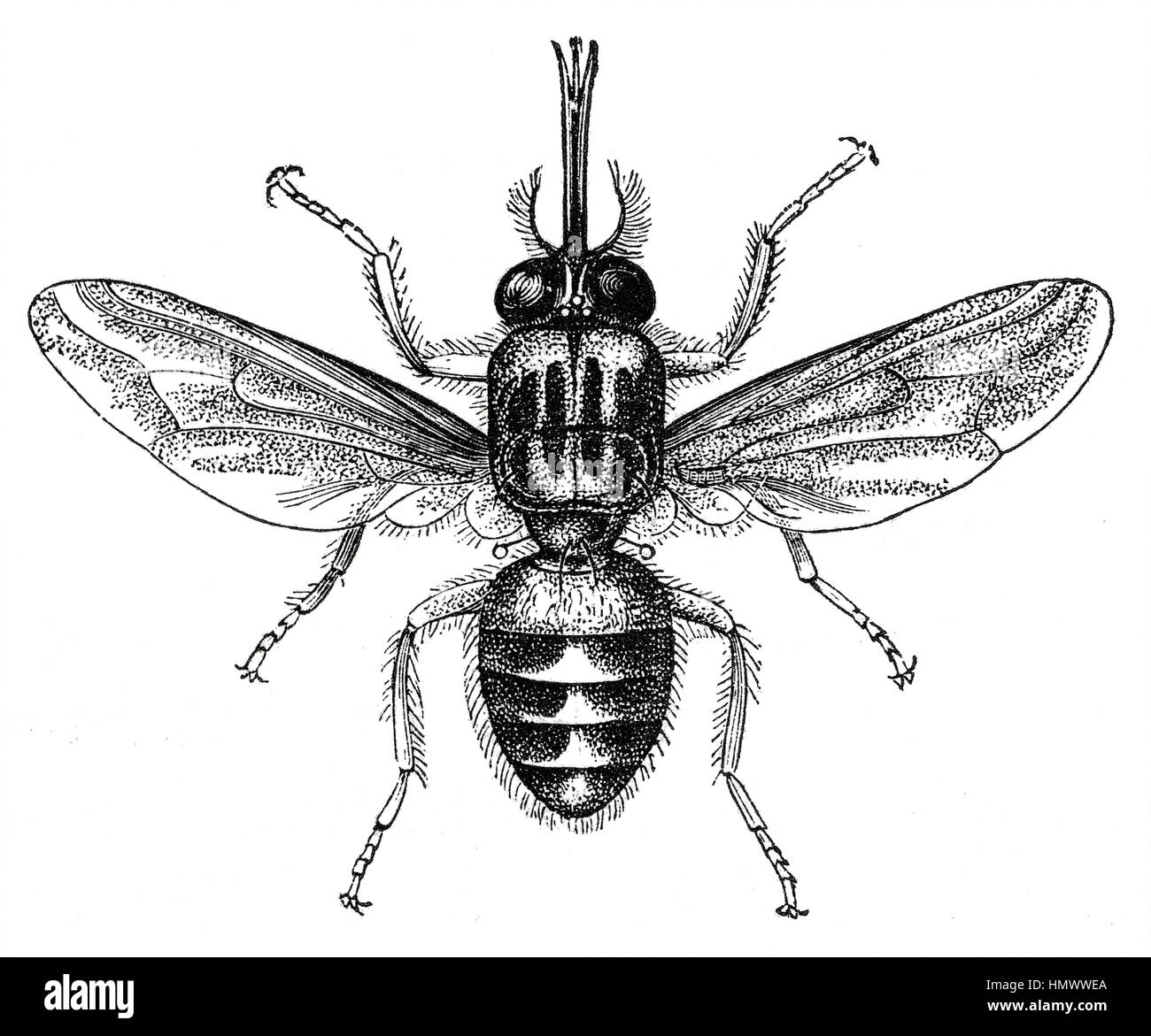 Tsetse Fly, Africa, Illustration from the book, 'Volkerkunde' by Dr. Fredrich Ratzel, Bibliographisches Institut, Leipzig, 1885 Stock Photo