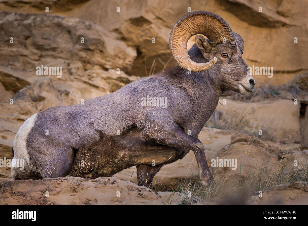 Full Frame closeup of Big Horn Sheep Ram (ovis canadensis) in Green River, Utah, USA, North America Stock Photo