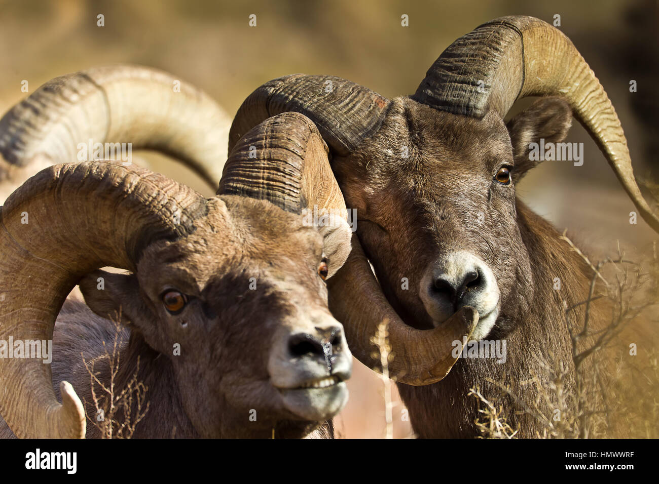 Two BigHorn Sheep Rams (ovis canadensis) close together in Green River, Utah, USA, North America Stock Photo