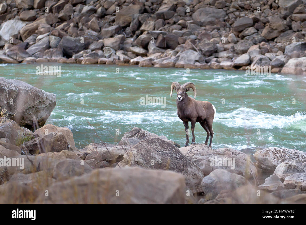Male Ram, BigHorn Sheep (Ovis Canadensis) near the water in Green River, Utah, USA Stock Photo