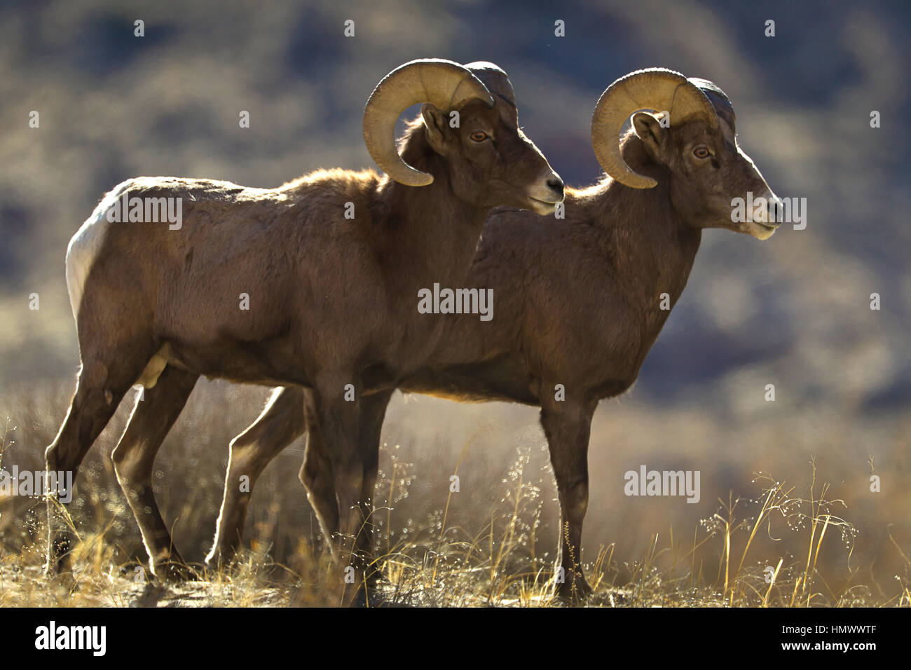 Side view profile of two BigHorn Sheep (Ovis Canadensis) Rams in Green River,, Utah, USA Stock Photo