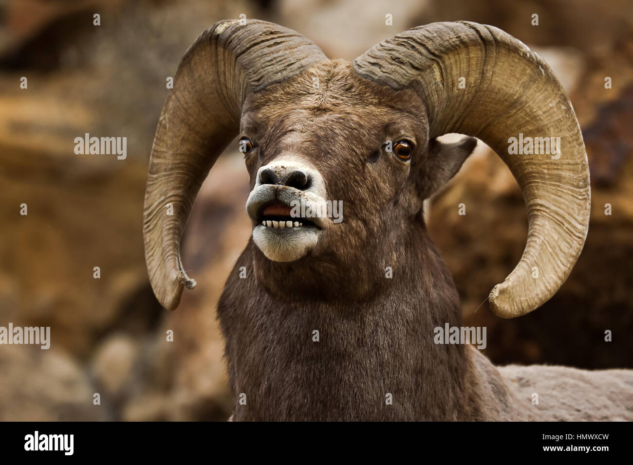 Closeup of BigHorn Sheep Face Horns (ovis canadensis) in Green River, Utah, USA, North America Stock Photo