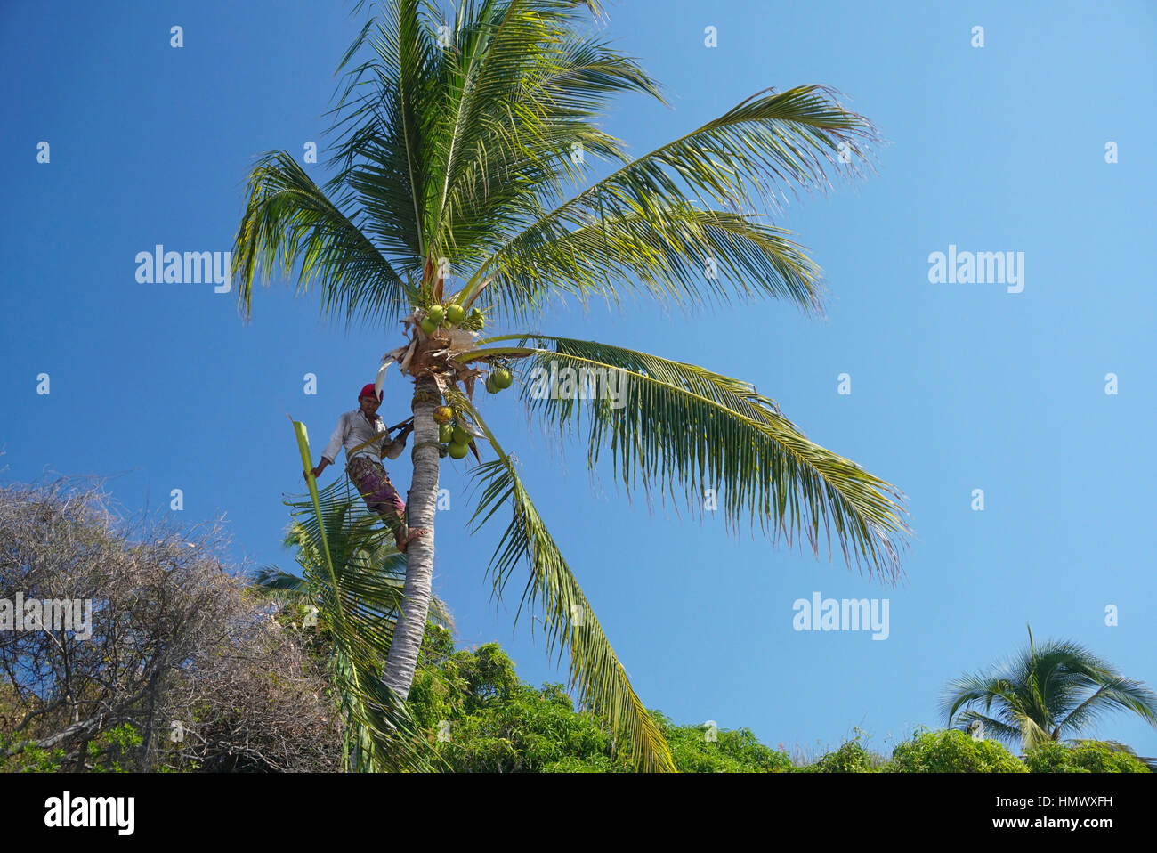 Man trimming coconut palm tree Stock Photo Alamy