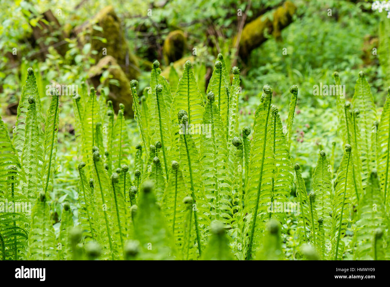 Spring Ferns young spring fern leaves on green background in wet forest Stock Photo ...
