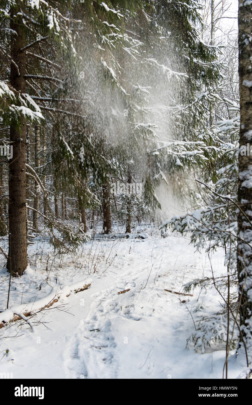 snow falling from trees in winter forest landscape Stock Photo - Alamy