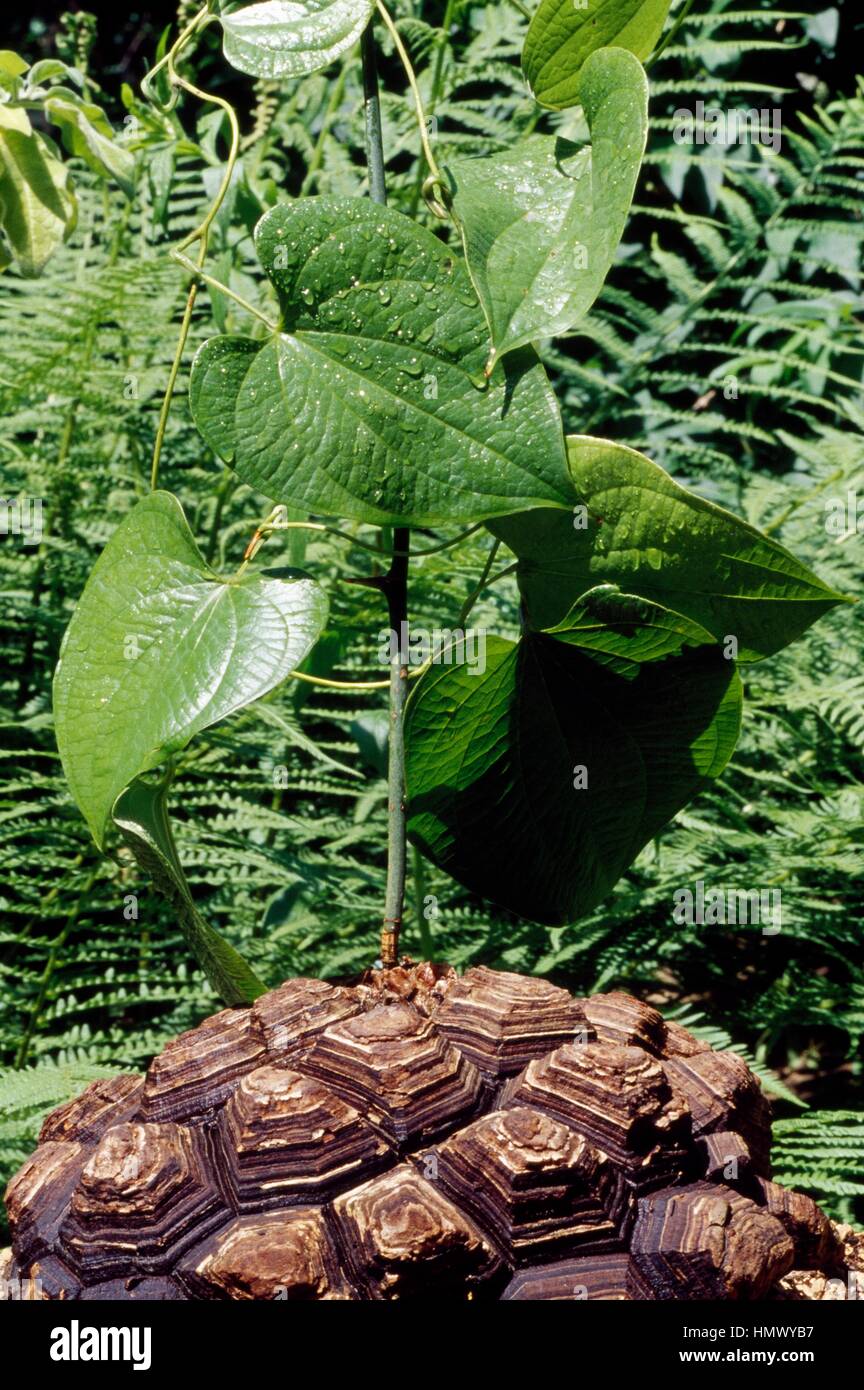 Elephant's foot (Testudinaria elephantipes), Cactaceae. Stock Photo