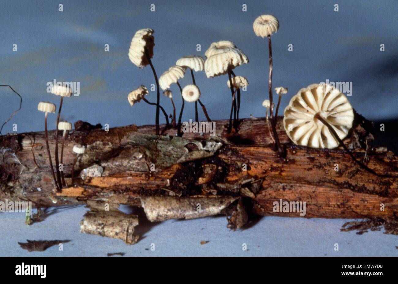 Examples of Collared Parachute, Pinwheel mushroom or Horse hair fungus (Marasmius rotula), Marasmiaceae. Stock Photo