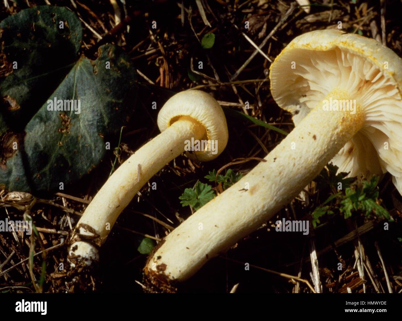 Gold-flecked woodwax (Hygrophorus chrysodon), Hygrophoraceae. Stock Photo