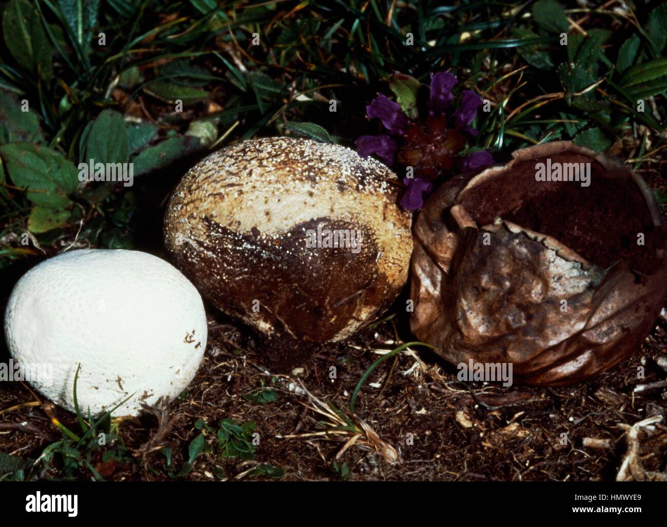 Brown puffball or Black bovist (Bovista nigrescens), Lycoperdaceae. Stock Photo