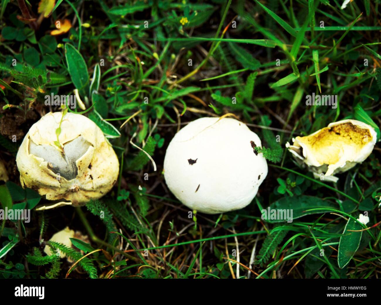 Paltry puffball (Bovista plumbea), Licoperdacee. Stock Photo