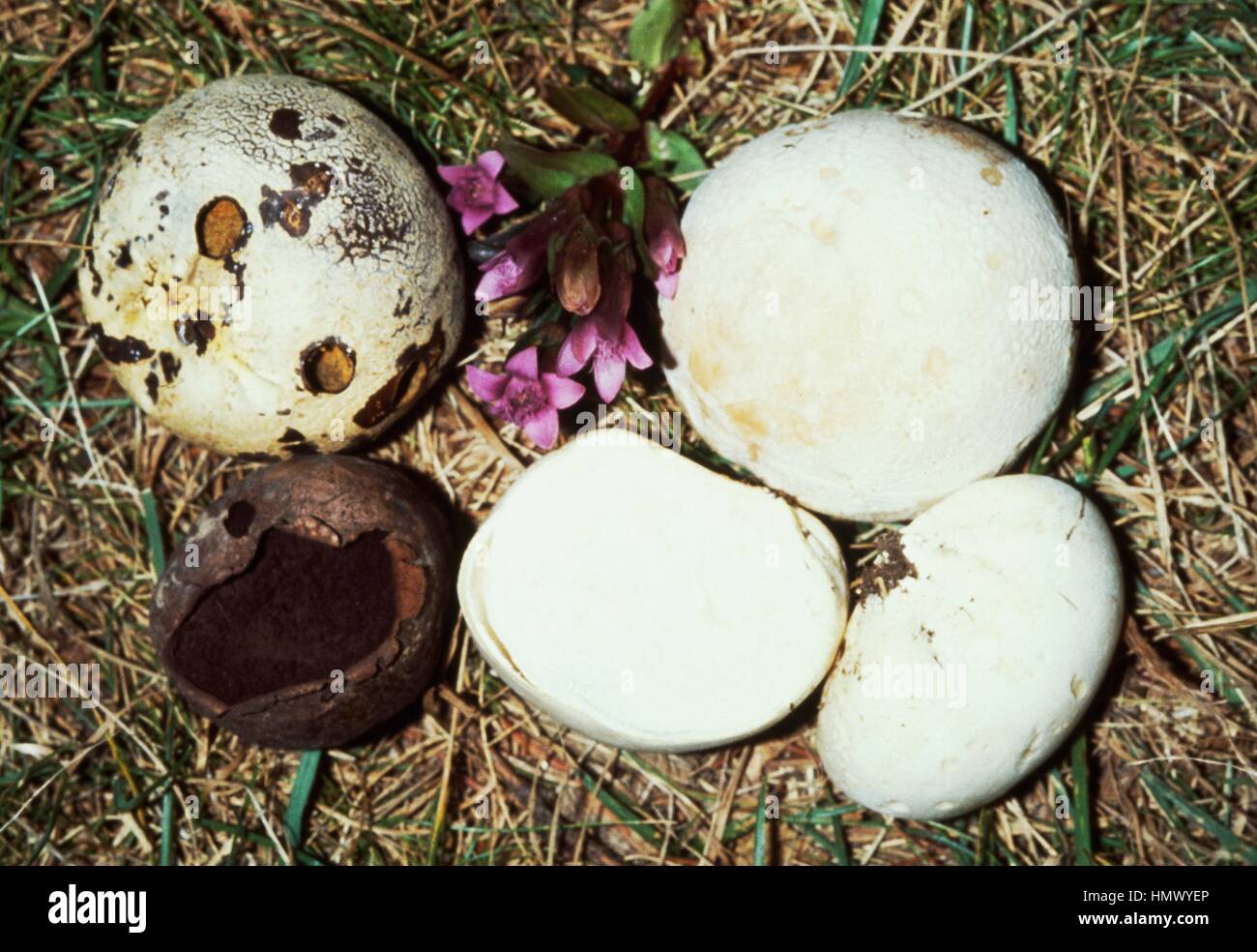 Brown puffball or Black bovist (Bovista nigrescens), Lycoperdaceae. Stock Photo