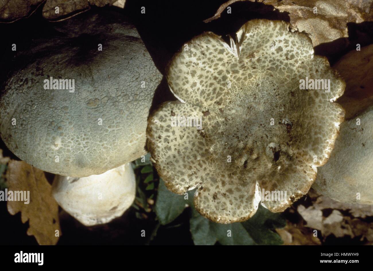 Quilted Green Russula or Green-cracking Russula (Russula virescens), Russulaceae. Stock Photo