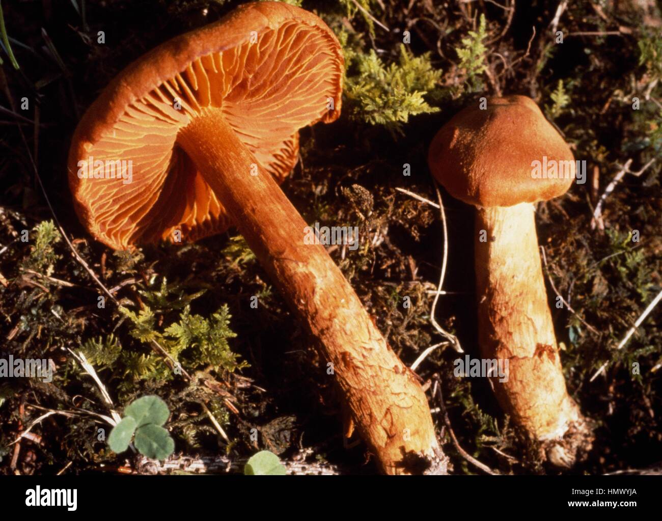 Deadly webcap (Cortinarius rubellus formerly Cortinarius speciosissimus), Cortinariaceae. Stock Photo