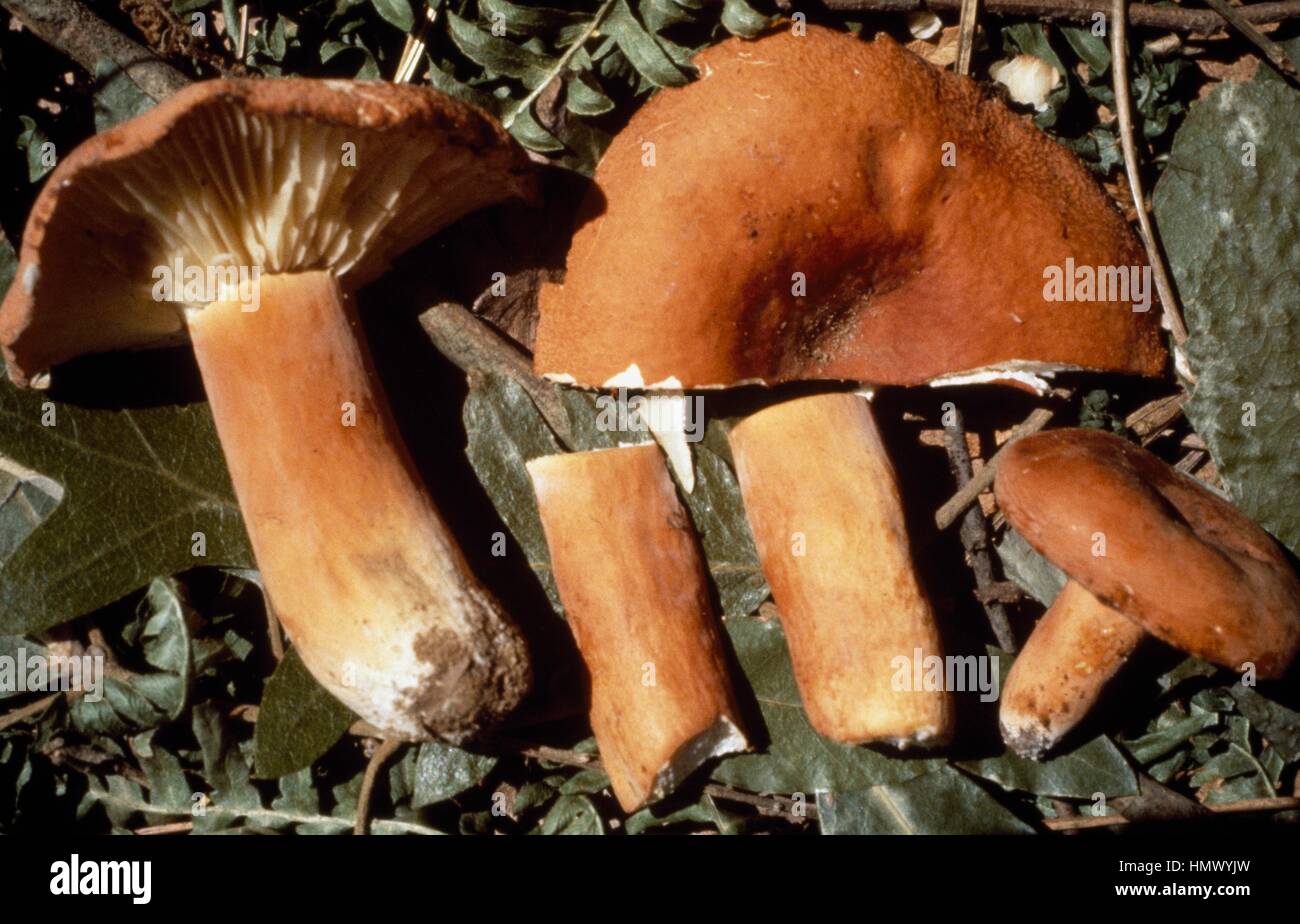 Lactarius rugatus, Russulacee. Stock Photo