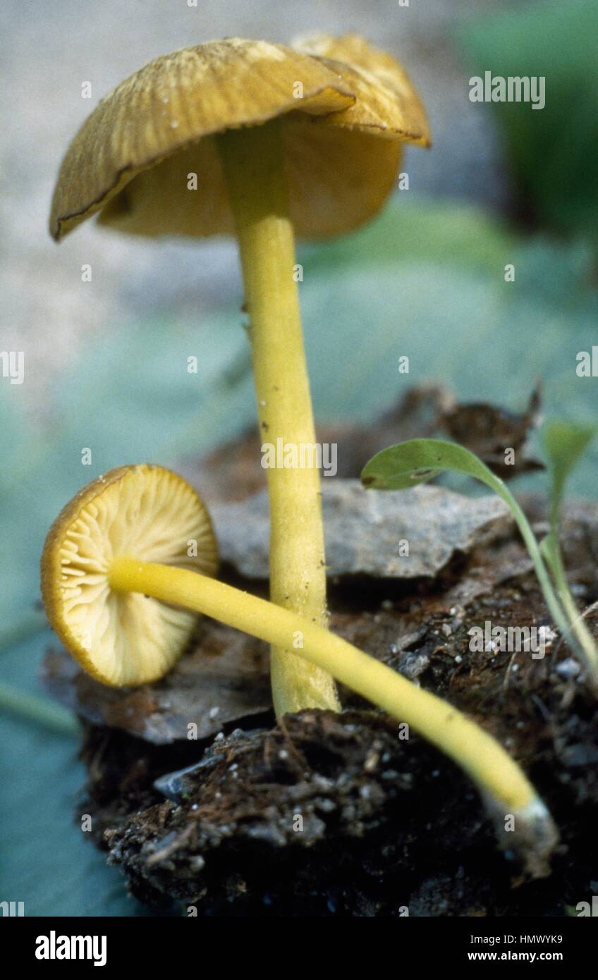 Examples of Mousepee Pinkgill (Entoloma incanum or Leptonia incana), Entolomataceae. Stock Photo