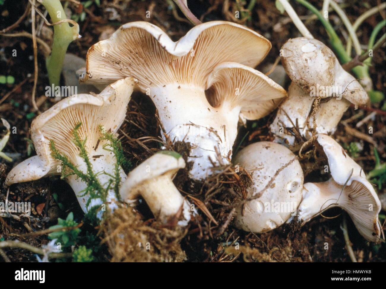 The miller or Sweetbread mushroom (Clitopilus prunulus), Entolomataceae. Stock Photo