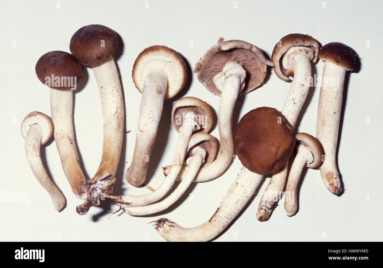 Black Poplar Mushroom (Agrocybe aegerita), Bolbitiaceae Stock Photo Alamy