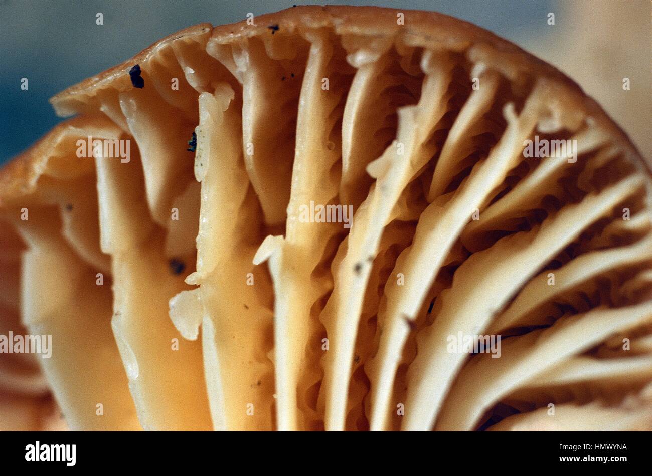 Anastomoses: Joined veins on the lamallae of a Meadow waxcap, Meadow waxy cap, Salmon waxy cap or Butter meadowcap (Hygrophorus pratensis), Hygrophoraceae. Stock Photo